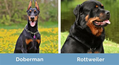 Top 70+ imagen doberman pinscher and rottweiler - abzlocal fi