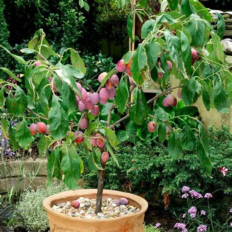 11 Best Fruit Trees to Grow in Containers