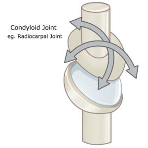 Condyloid Joint - Biology Simple