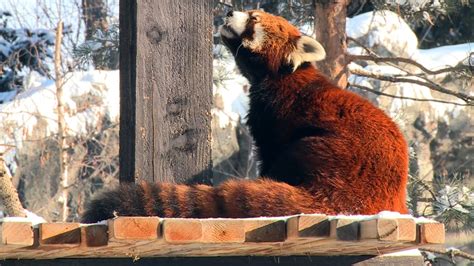 Calgary Zoo animals thrive in, or hide from, cold weather - Calgary ...