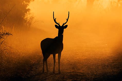 Spotted Deer Pictures | Download Free Images on Unsplash