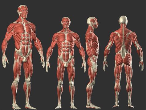 Male Muscle Anatomy Drawing Reference : Anatomy Human Practice Draw ...