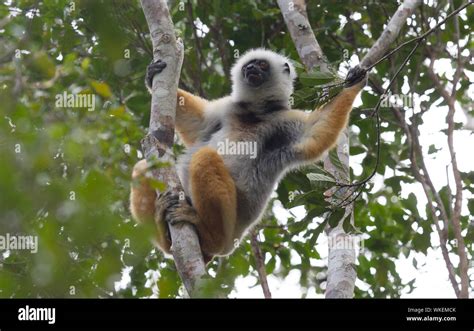 Golden Sifaka, dancing lemur of Madagascar, Africa Stock Photo - Alamy