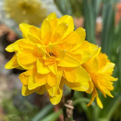 How to Grow Miniature Daffodils - Varieties | Nurseries Online