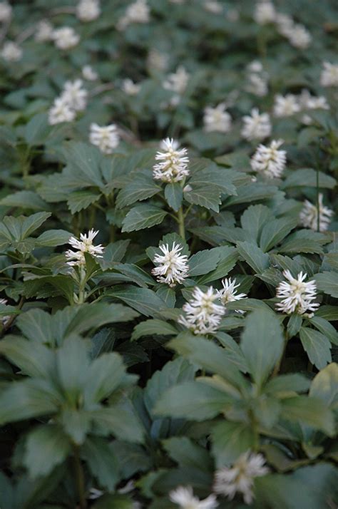 Japanese Spurge (Pachysandra terminalis) in Columbus Dublin Delaware ...