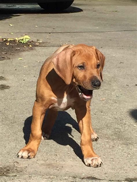 Rhodesian Ridgeback Puppies For Sale - AKC PuppyFinder