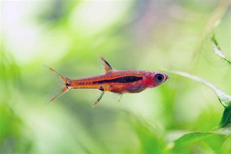 Chili Rasbora Care: Tank Setup, Diet, And More - Aquarium Friend