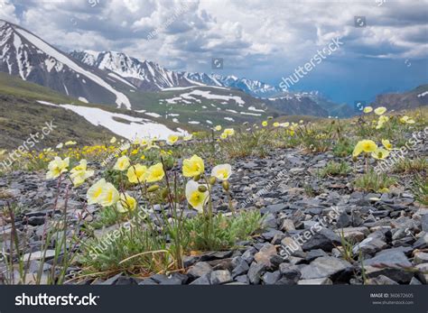 406 Arctic poppy Images, Stock Photos & Vectors | Shutterstock