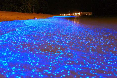 Sea of Stars, Vaadhoo Island, Maldives | 27 Pictures