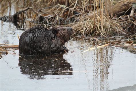 Wild European Beaver In The Beautiful Nature Habitat In Czech Republic ...