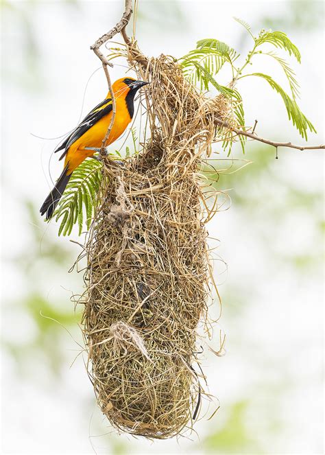 Altamira Oriole's Nest | An Altamira's Oriole nest-building … | Flickr