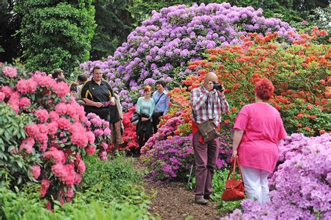 Arboretum w Kórniku: Dni azalii i różaneczników. Co za widok! [ZDJĘCIA ...