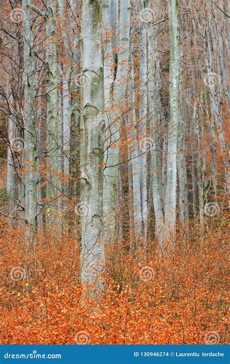 Autumn Birch grove stock photo. Image of white, colorful - 130946274