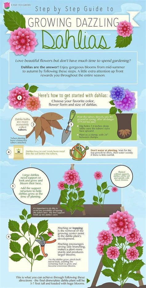 Planting Dahlias Perfectly - An Infographic! | Planting dahlias ...