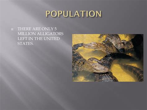 PPT - American ALLIGATOR PowerPoint Presentation, free download - ID ...