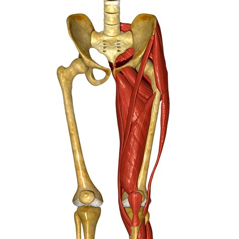 Where Is Your Groin Vein - mapasebab