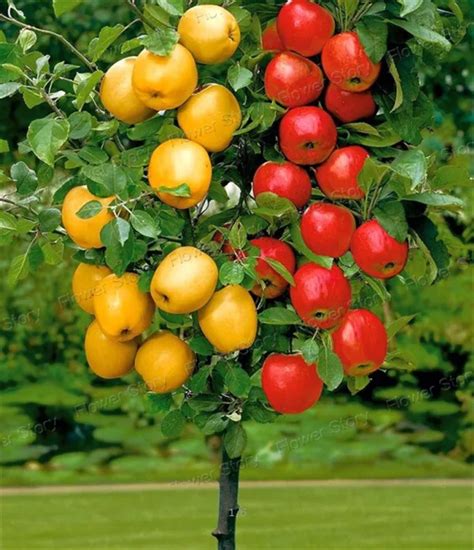 Aliexpress.com : Buy Dwarf bonsai apple tree 20 Seeds Pick Delicious ...