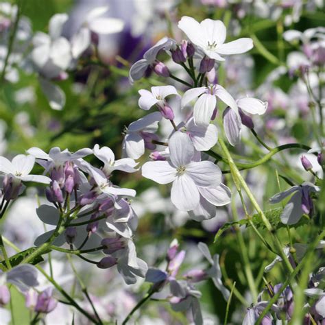 Lunaria Mixed Honesty – Seeds To Suit