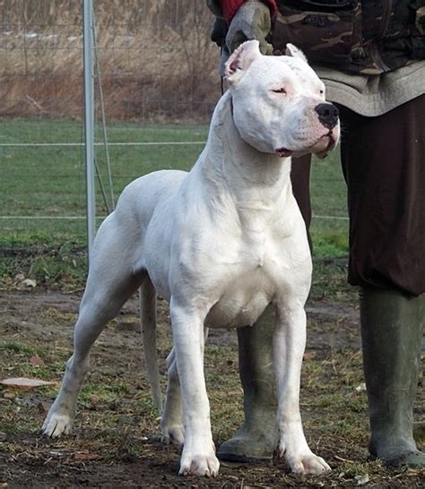 Dogo Argentino Info, Temperament, Life Span, Puppies, Pictures