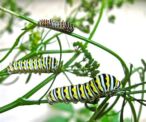 Mother Earth: "LIFE CYCLE" of the SWALLOWTAIL BUTTERFLY