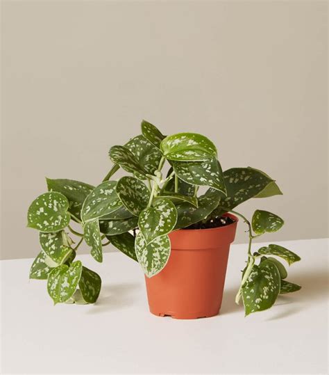 The 10 Best Indoor Hanging Plants That Thrive in Apartments