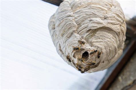 Wasp Nest Removal