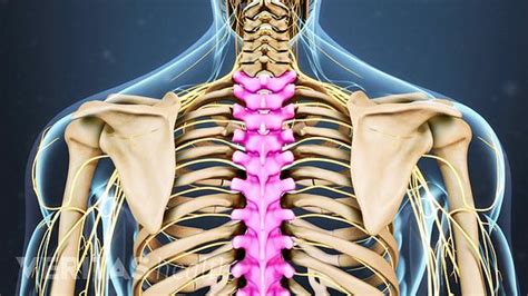 Understanding Lower Back Anatomy