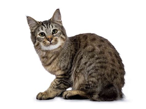 15 Best American Cat Breeds (2022)