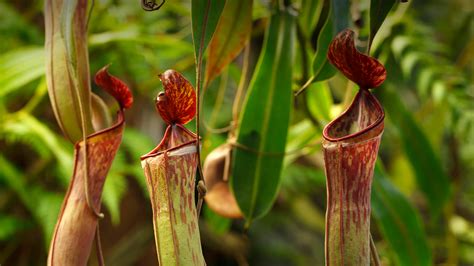 Tropical Pitcher Plant | San Diego Zoo Animals & Plants