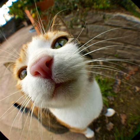 Curious Cats Bumping Into Cameras