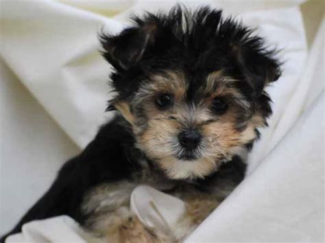 Yorkie Bichon (Bichon Frise, Yorkshire Terrier mix), Info, Pictures