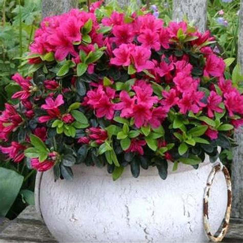 3 X AZALEA 'GEISHA PINK' JAPANESE EVERGREEN SHRUB HARDY PLANT IN POT: G ...