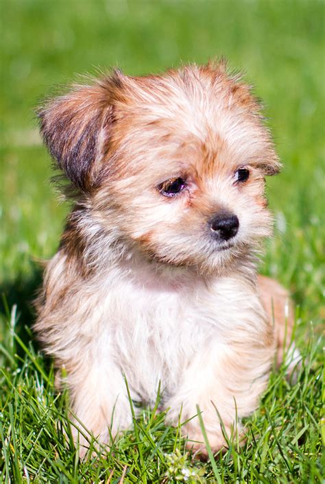 What Is A Shih Tzu And Yorkie Mix Called