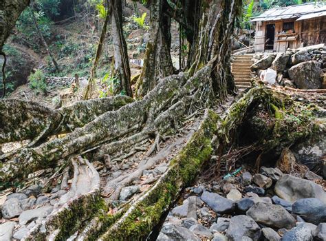 Living Root Bridge | Smithsonian Photo Contest | Smithsonian Magazine