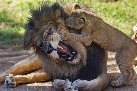 Pride of Safari Park: Lion Cubs Play With Dad at Last - Times of San Diego