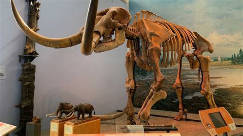 The Hyde Park mastodon, 13,000 + 20 years later — Paleontological ...