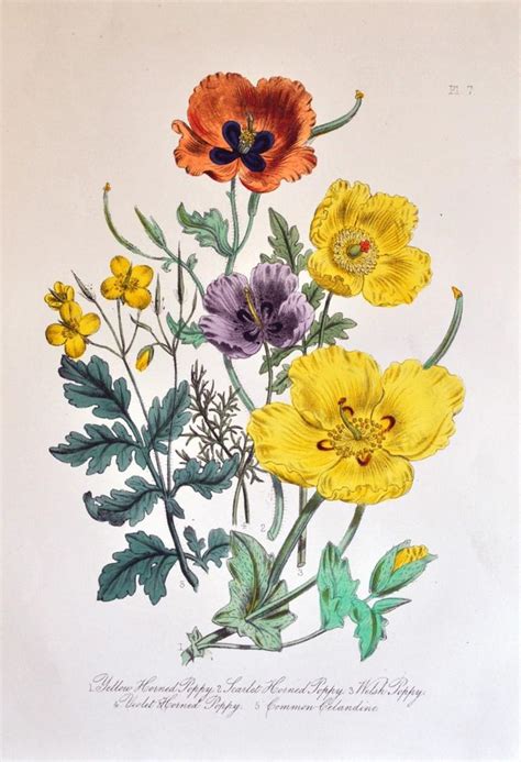 British Wild Flowers 1846 Mrs Loudon | Antique botanical print, Vintage ...