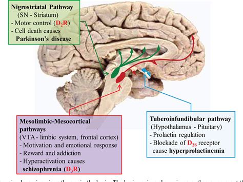 Dopamine Pathways In Human Brain