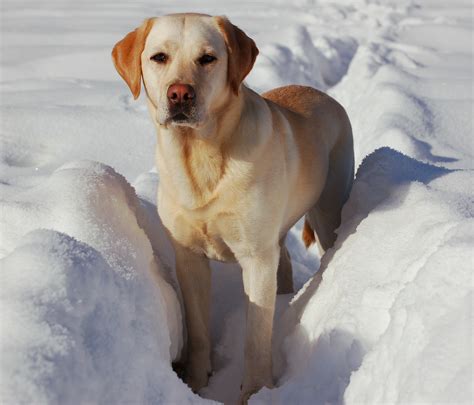 File:Labrador Retriever snow.jpg