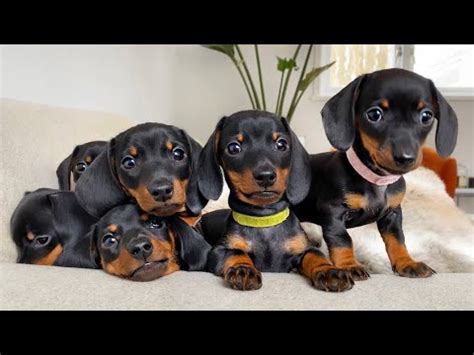 Dachshund: The Ultimate Guide of The Famous Sausage Dog - Alpha Paw