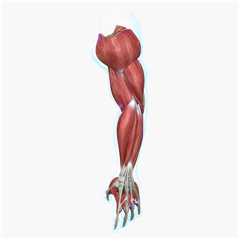 Arm Muscle Model Anatomy