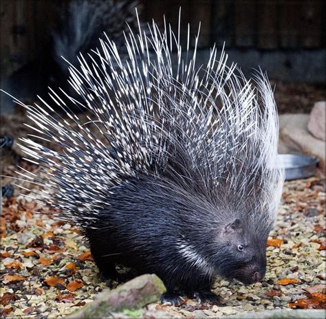 Porcupine ( South African / Cape Porcupine) - Dudley Zoological Gardens ...