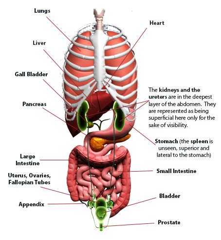 Your Abdominal Organs and You - Abdominal Health