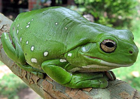 White’s Tree Frog | Online Learning Center | Aquarium of the Pacific