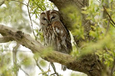 Tawny Owl Facts | Anatomy, Diet, Habitat, Behavior - Animals Time