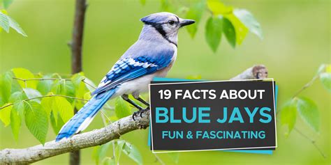 19 Fascinating Facts About Blue Jays - Birdwatching Buzz