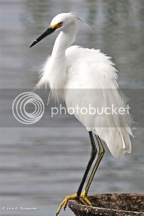 Snowy Egret (Feathers in your hat) — Digital Grin Photography Forum