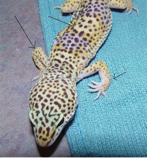 Leopard Gecko Anatomy