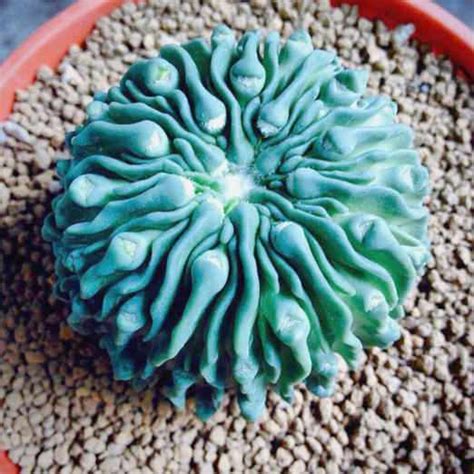 These 17 Unusual Plants Just Prove Nature Can Be Weird Sometimes