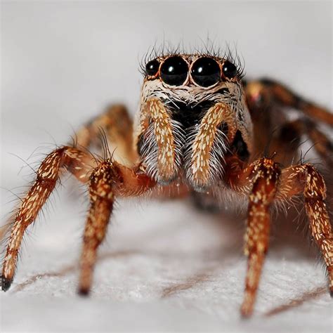 Spiders: The Creepy Crawlers We Need - Bird-X